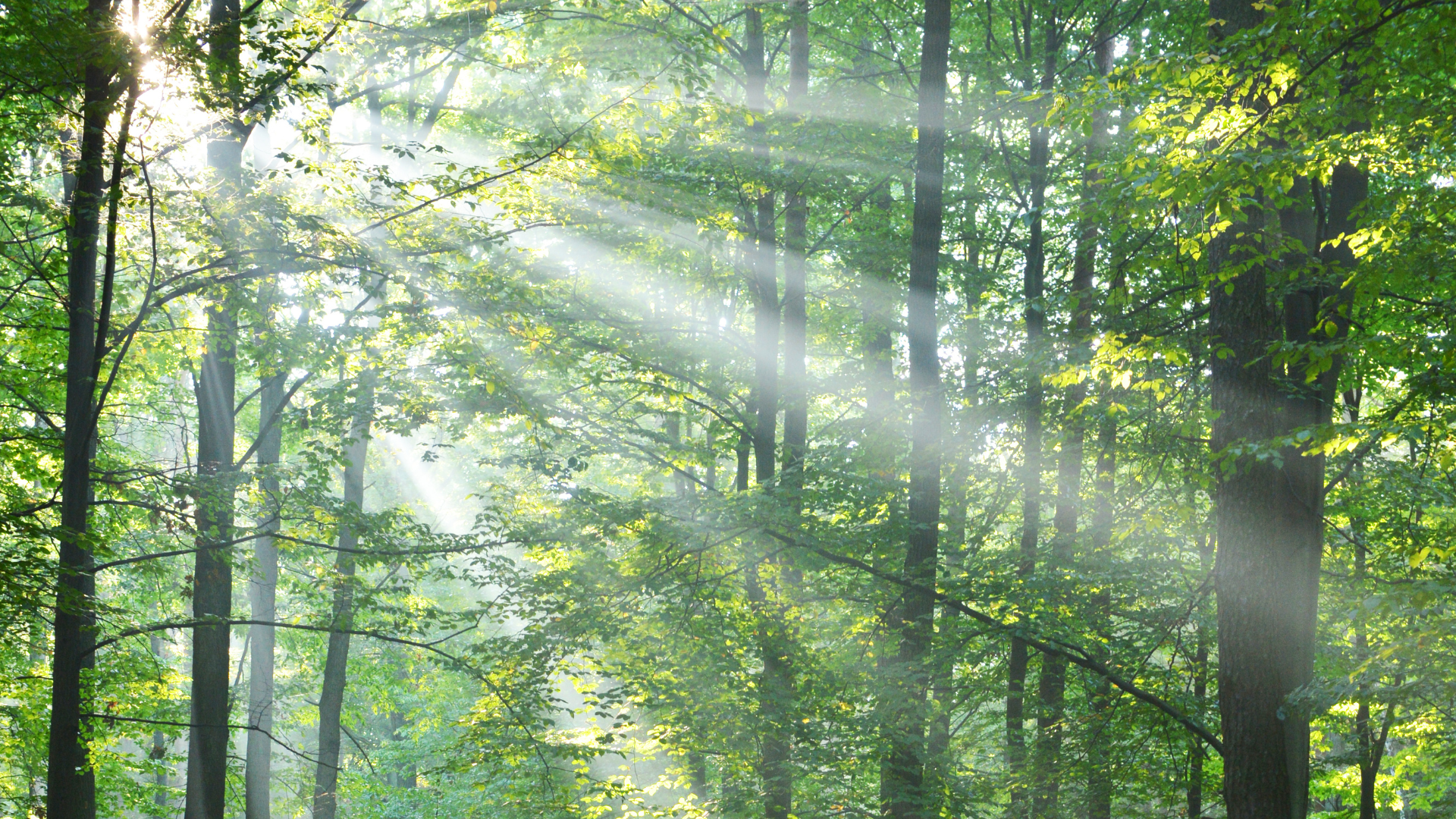 kosten-einer-friedwald-bestattung Kosten einer FriedWald-Bestattung: Im Wald scheint die Sonne durch die Baumkronen.